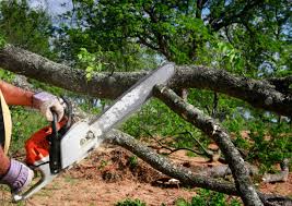 Tree and Shrub Care in Goodwell, OK